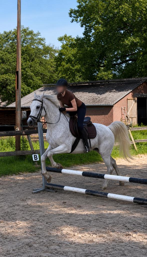 Marshall zoekt een nieuw thuis, Ruin, Recreatiepaard, Met stamboom, 11 jaar of ouder