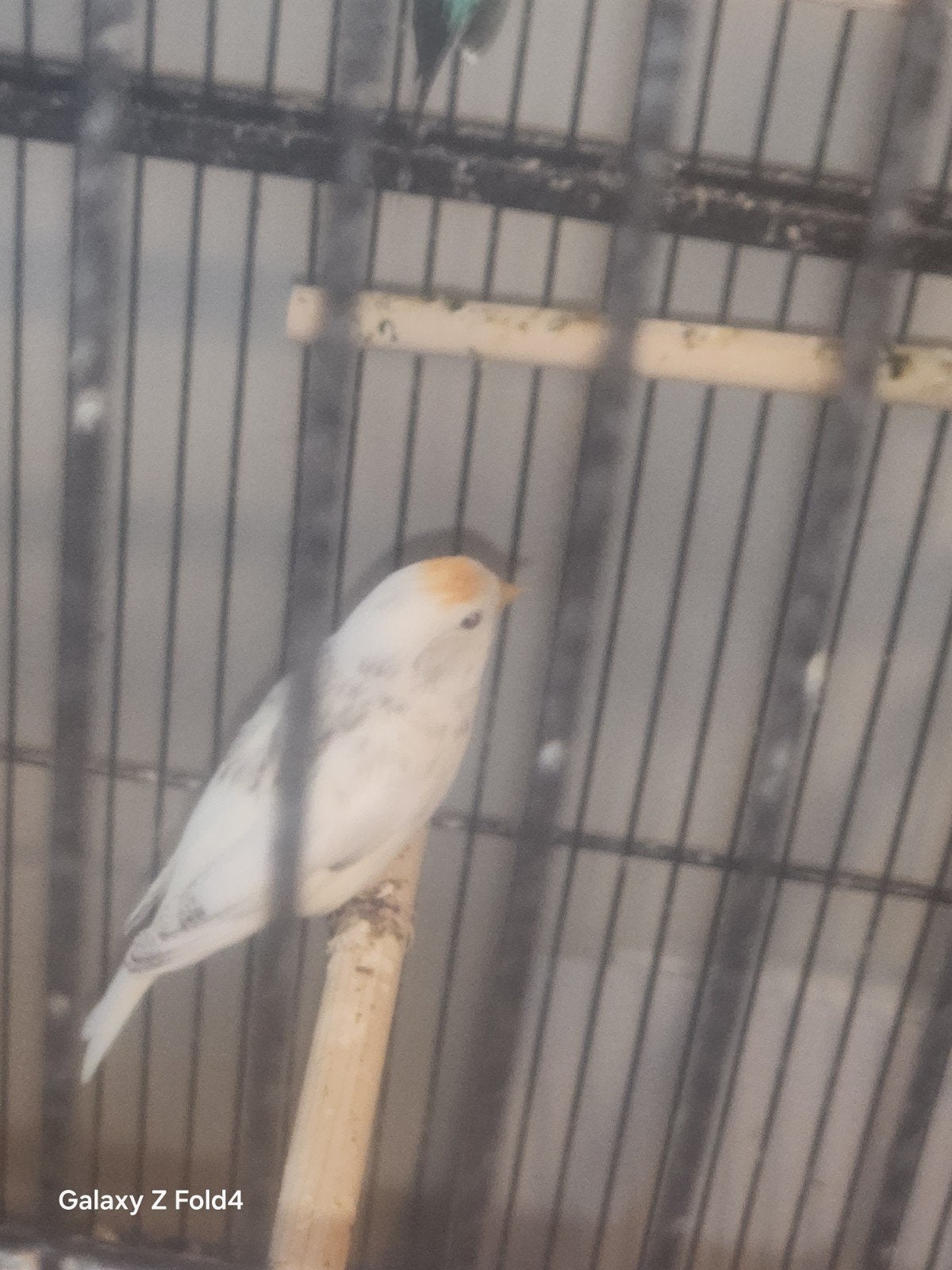 bonte barmsijs 2025, Meerdere dieren, Wildzangvogel, Geringd