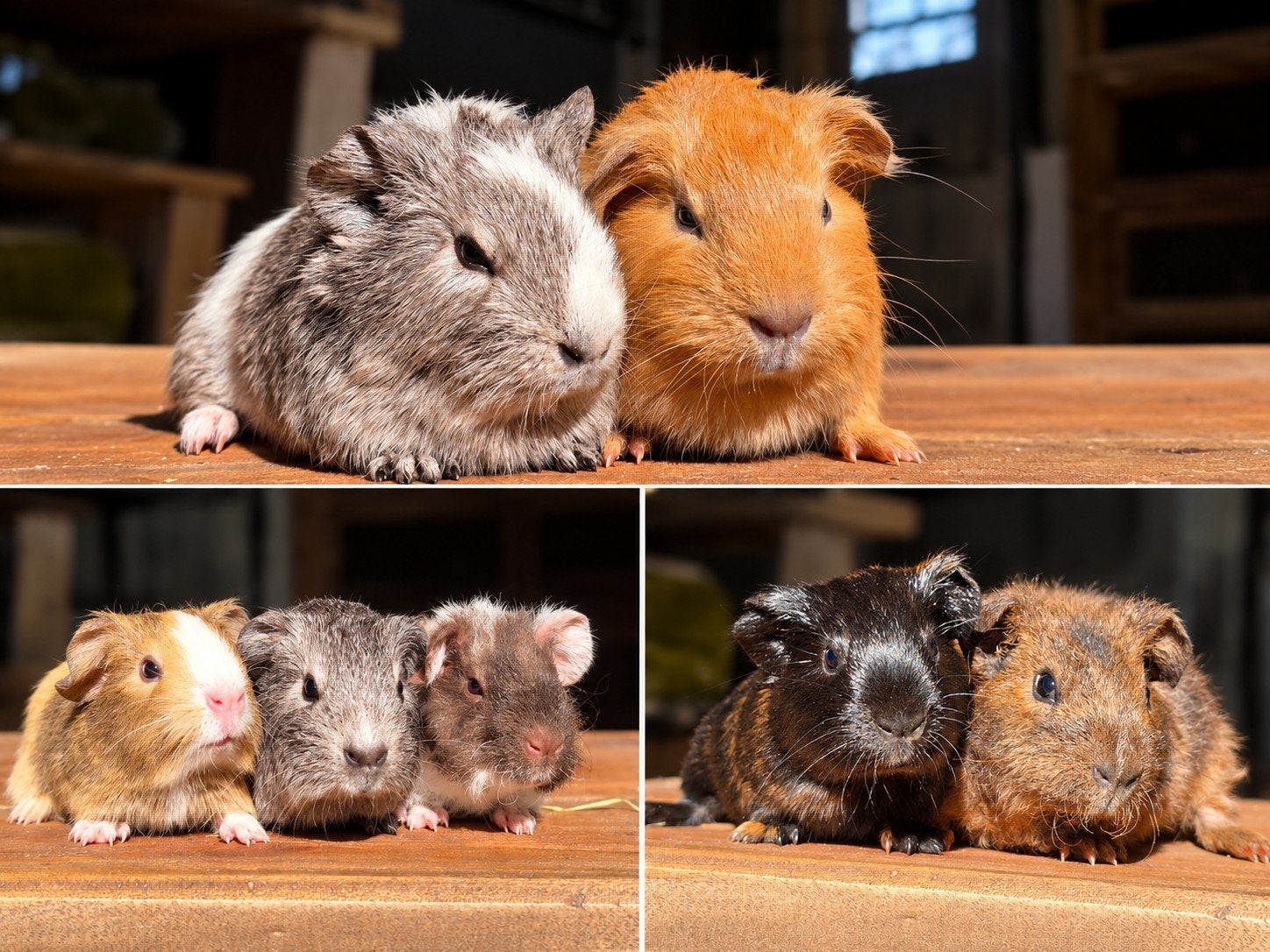 baby cavia's, Dieren en Toebehoren, September, Mannelijk, Cavia