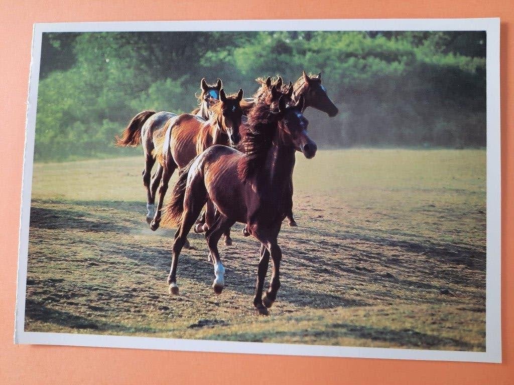 ansichtkaart kaart paard veulen, Verzamelen, Ophalen, 1980 tot heden, Ongelopen, Paard