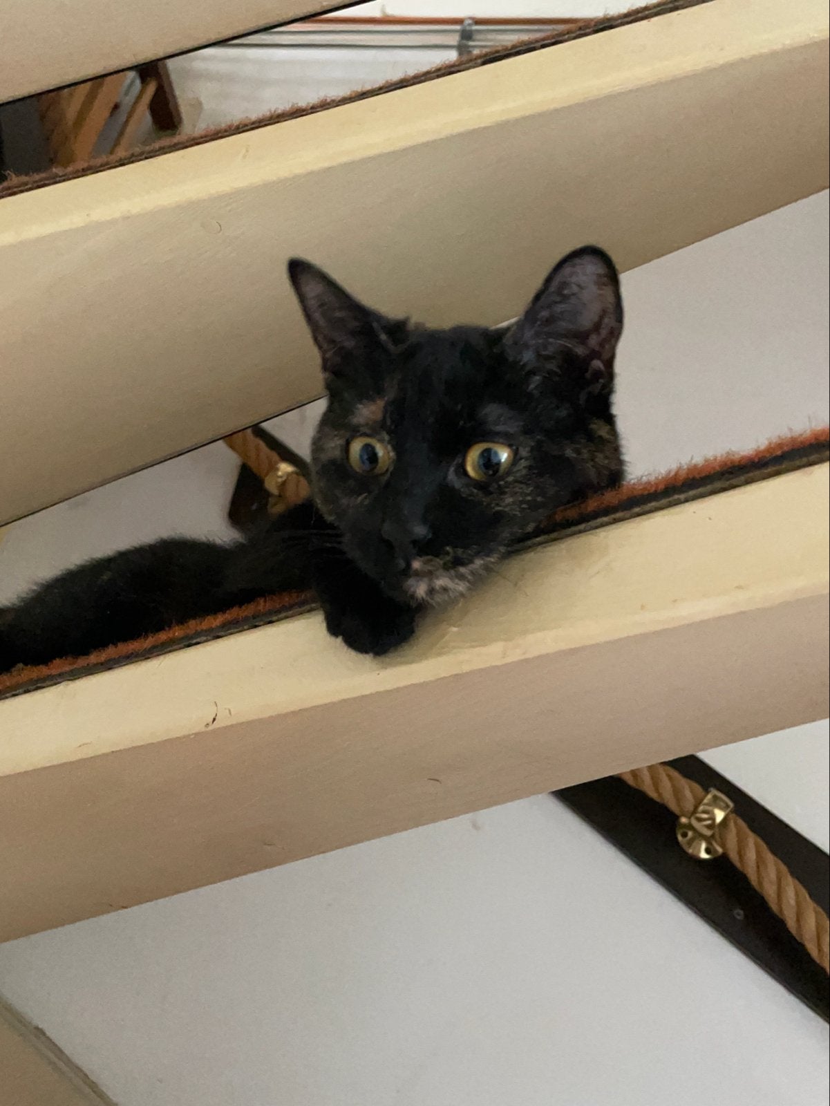 Poes, schildpadkleur van 3 jaar oud zoekt nieuw thuis., Dieren en Toebehoren, Poes, Kortharig, 3 tot 5 jaar
