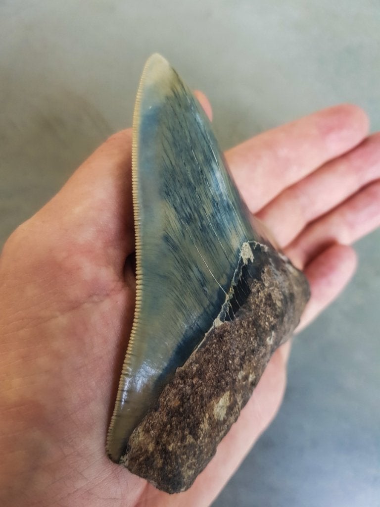 megalodon, Verzamelen, Ophalen of Verzenden, Fossiel