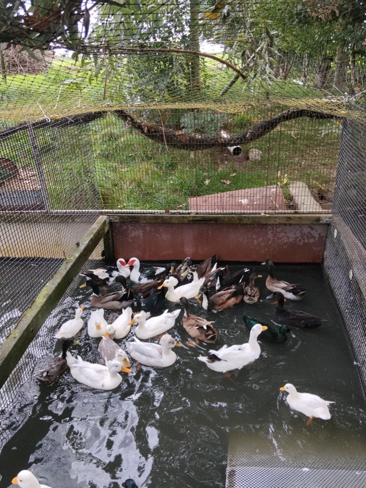 Boeren eenden, Meerdere dieren, Gans of Zwaan