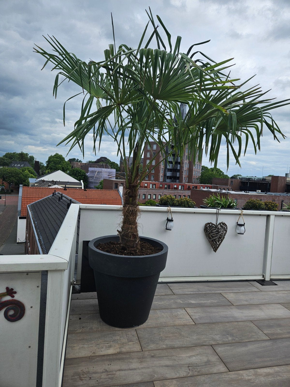 Palmbomen winterhard diverse maten, Tuin en Terras, Planten | Bomen, Volle zon, Ophalen of Verzenden, 100 tot 250 cm, Zomer