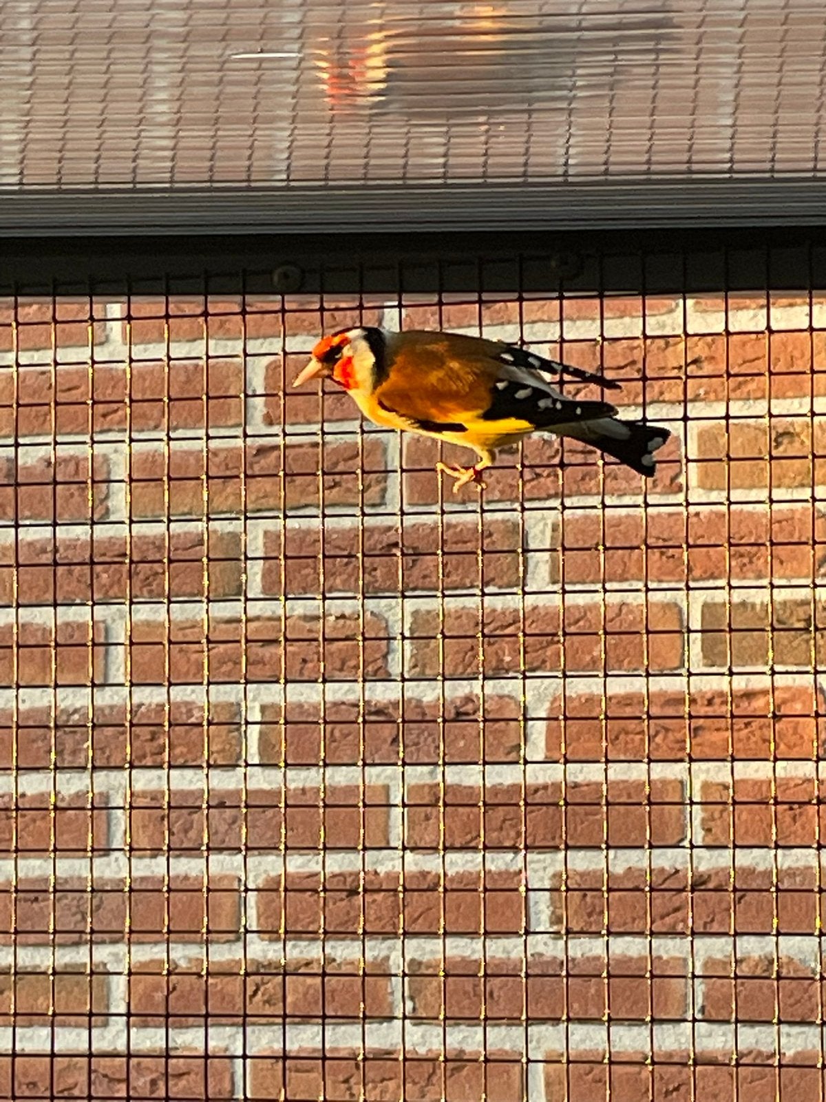 Majoor putter, Mannelijk, Wildzangvogel