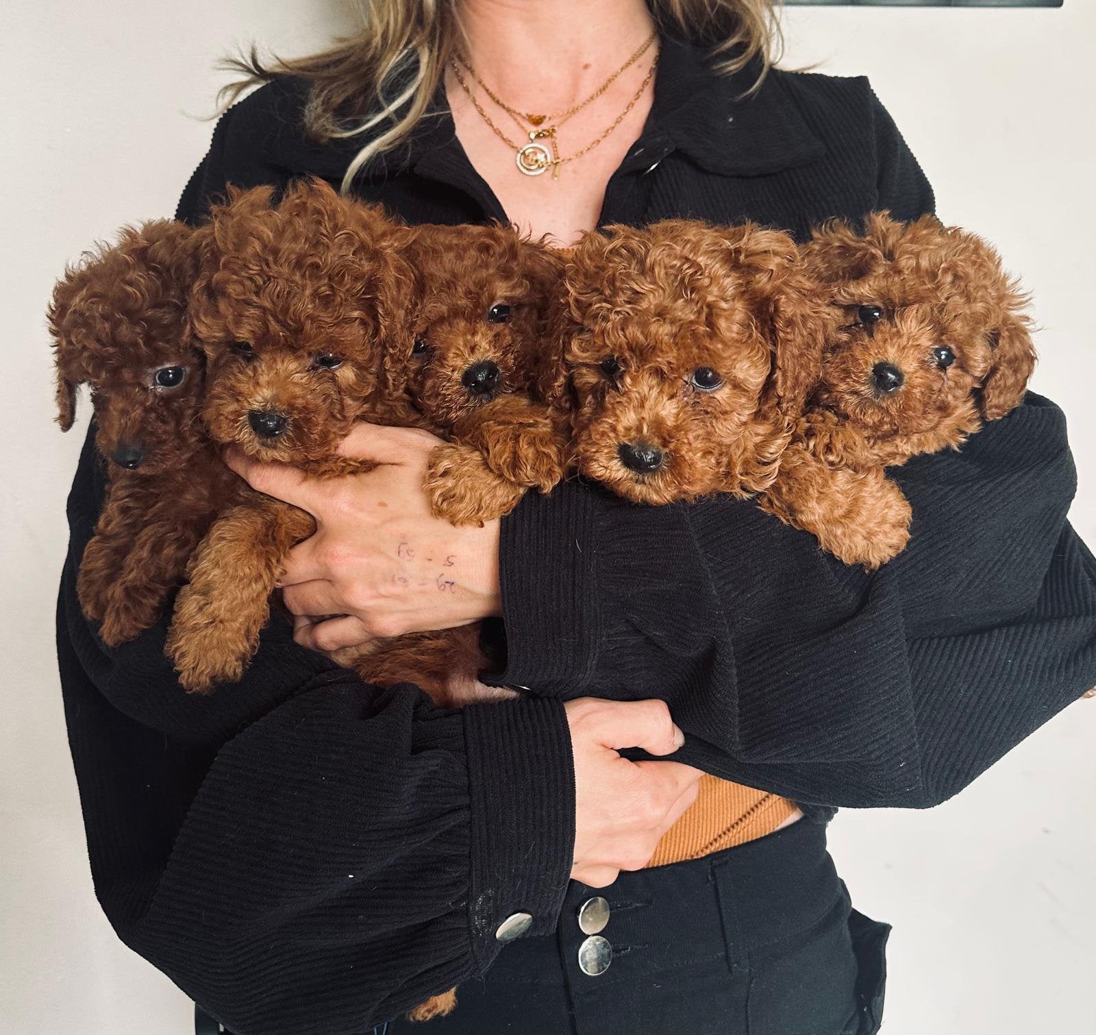 Toypoedel Pups, Poedel, Parvo, 8 tot 15 weken, Meerdere