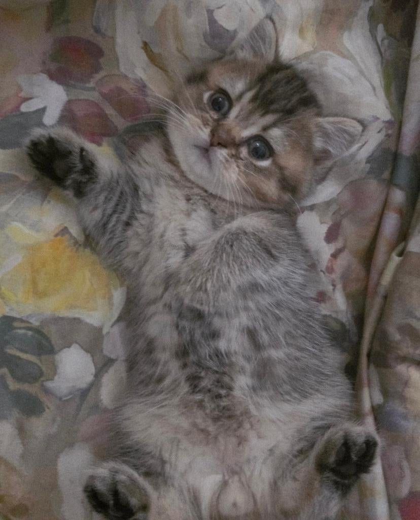 Kittens, Britse Korthaar, Katers., 0 tot 2 jaar