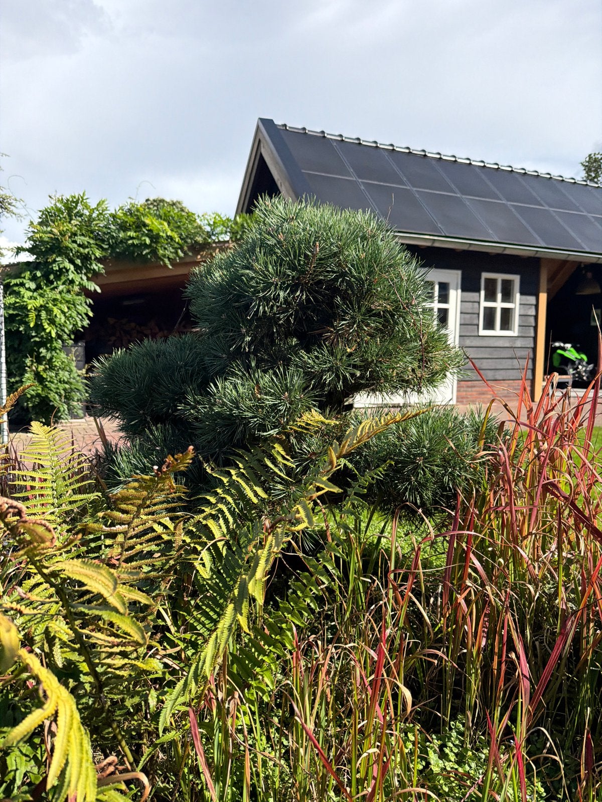 Witte Den (Pinus Pariflora) Bonsai., Volle zon, Bloeit niet, 100 tot 250 cm, Overige soorten
