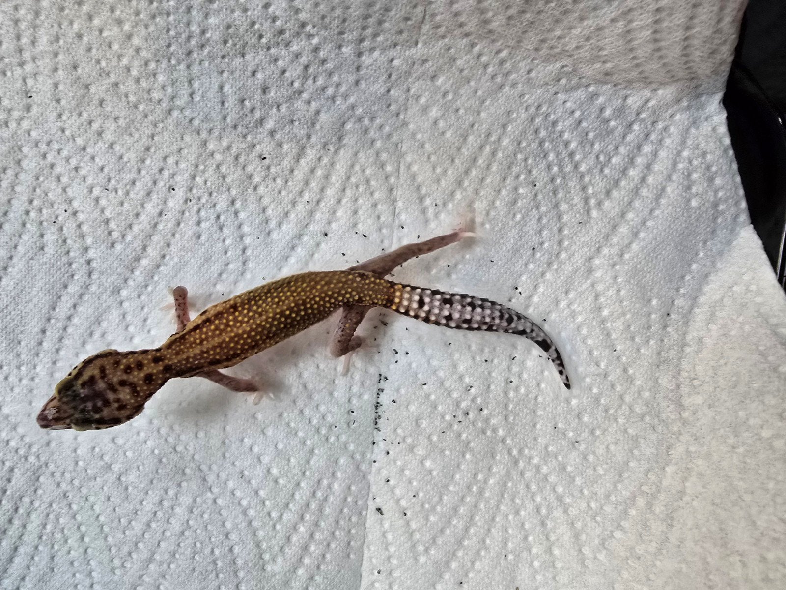 Diversen jonge luipaardgekko's in prachtige kleuren Leopard Gecko photo 12