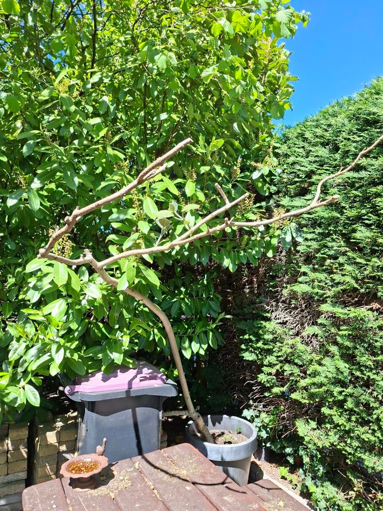 Anna Palowna boom 15 jaar oud, Tuin en Terras, Planten | Bomen, Ophalen, Volle zon, Overige soorten
