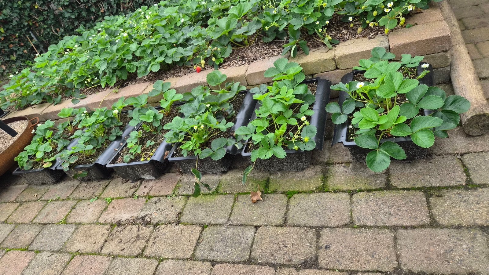 6 Bato aardbeienbakken met Ostra doordragende aardbeienplant, Ophalen, Volle zon, Vaste plant, Bloeit niet