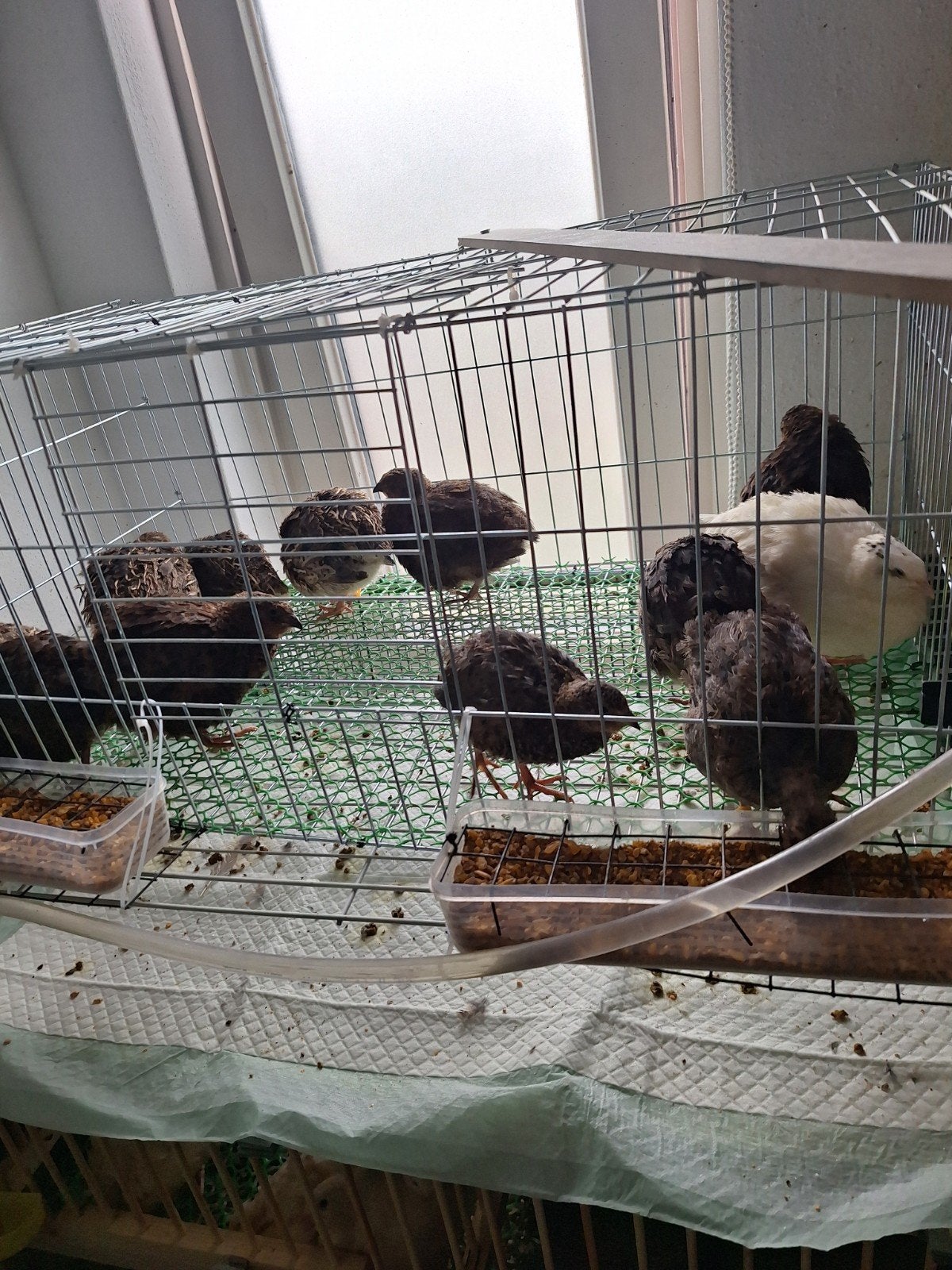 jonge kwartels verschillende kleuren, Dieren en Toebehoren, Pluimvee, Meerdere dieren, Overige soorten