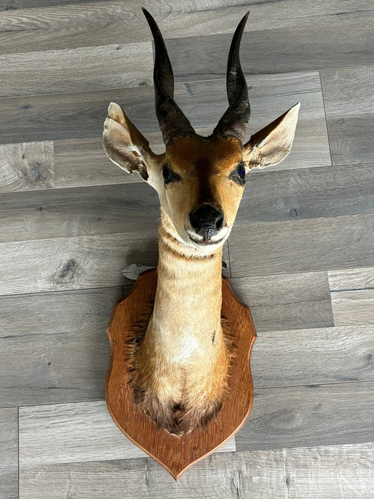 Opgezette kop van een Afrikaanse Bosbok, Verzamelen, Dierenverzamelingen, Ophalen, Gebruikt, Wild dier, Opgezet dier