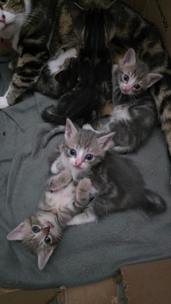 5 Uiterst mooie MIXed- Kittens!, Meerdere dieren
