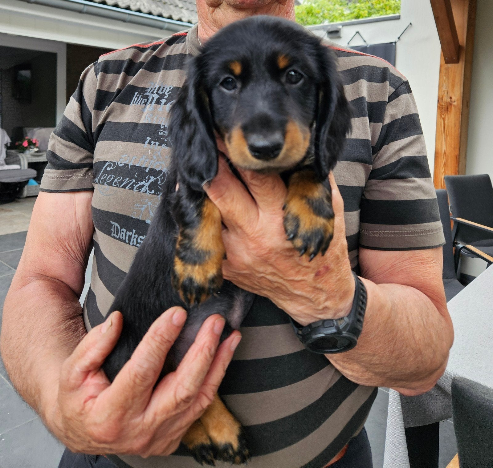 Dwergteckel pups, Korthaar, Dwerg, Meerdere, Meerdere dieren