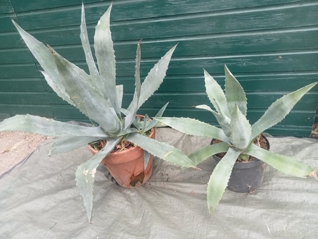 2 X AGAVE PLANT 1 GROTE  AGAVE EN 1 KLEINERE  GROTE AGAVE, Volle zon, Vaste plant, Bloeit niet, Ophalen