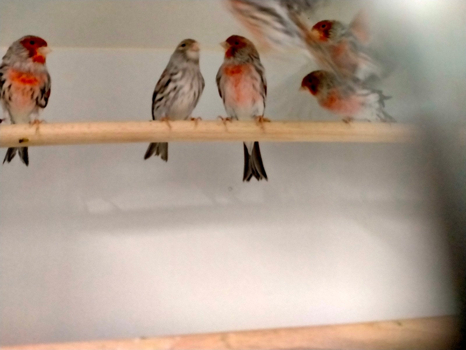 kanaries mannen en poppen, Meerdere dieren, Kleurkanarie