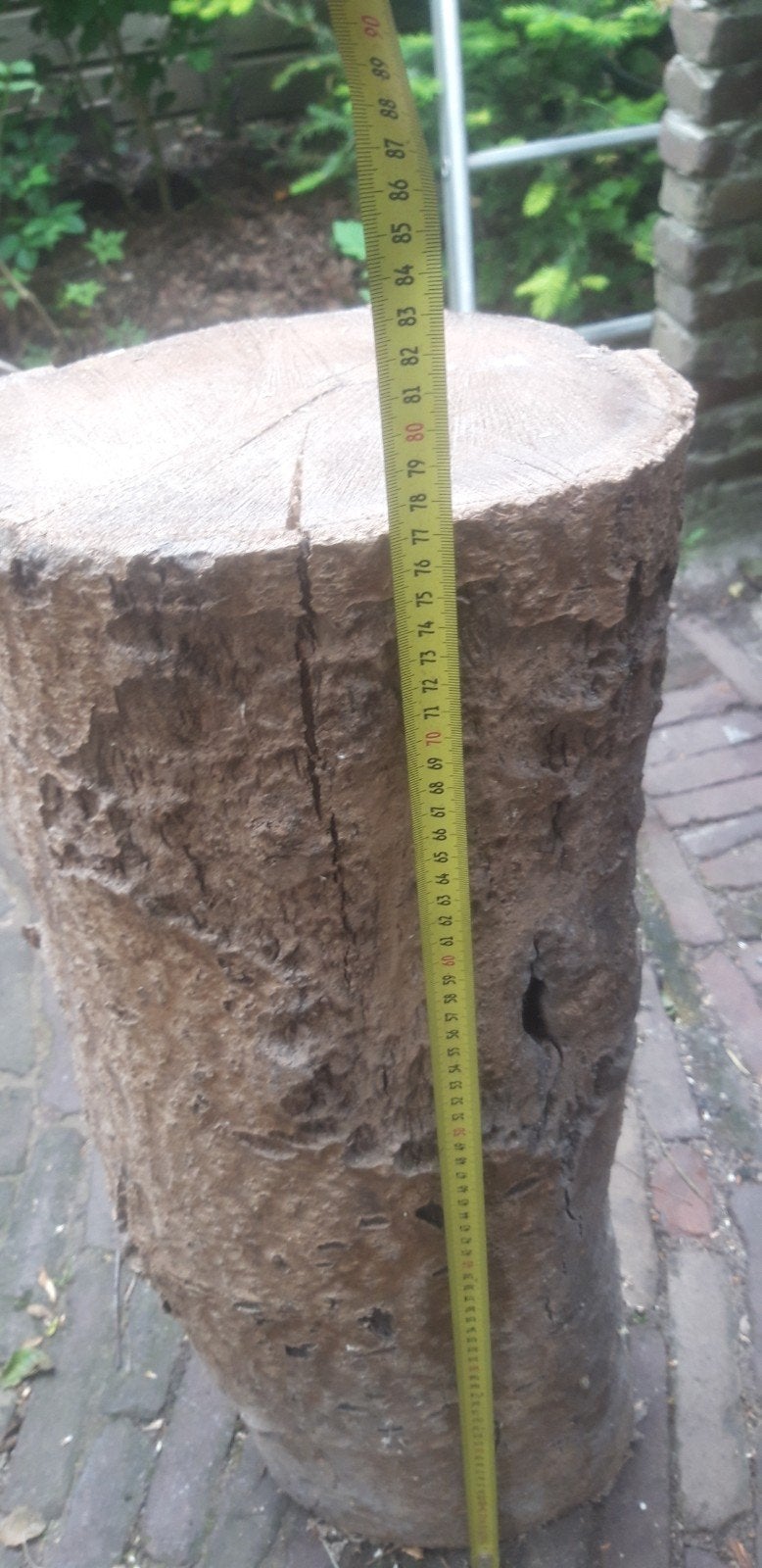 Grote stam Goudenregen hout., Ophalen of Verzenden