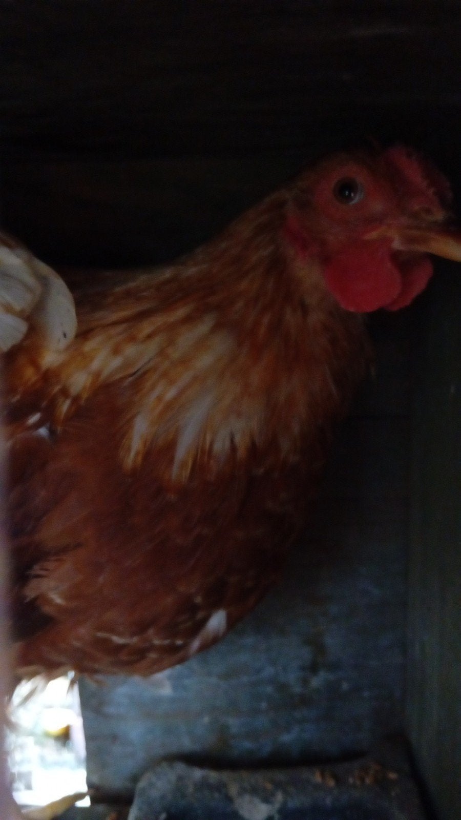 Mooie jonge wyandotte lohmanbrown hanen, Dieren en Toebehoren, Mannelijk, Kip