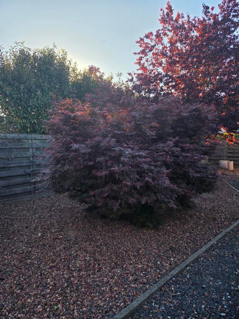 Japanse Esdoorn, Tuin en Terras, Ophalen, Bloeit niet, Halfschaduw, Overige soorten