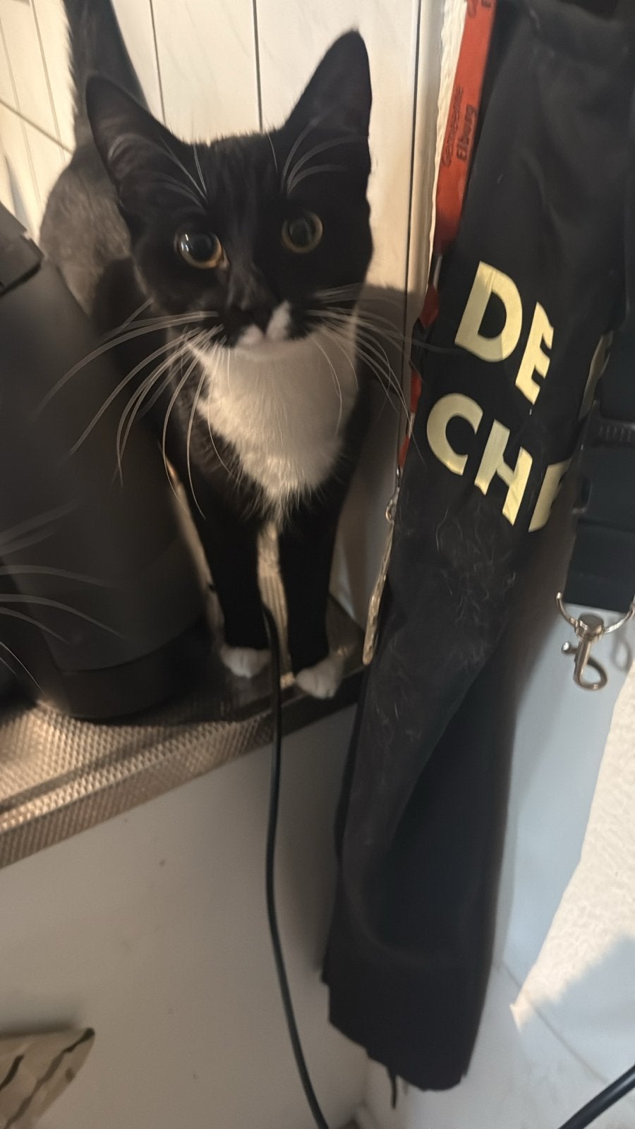 Ik zoek een nieuw en warm huisje voor nova, Poes