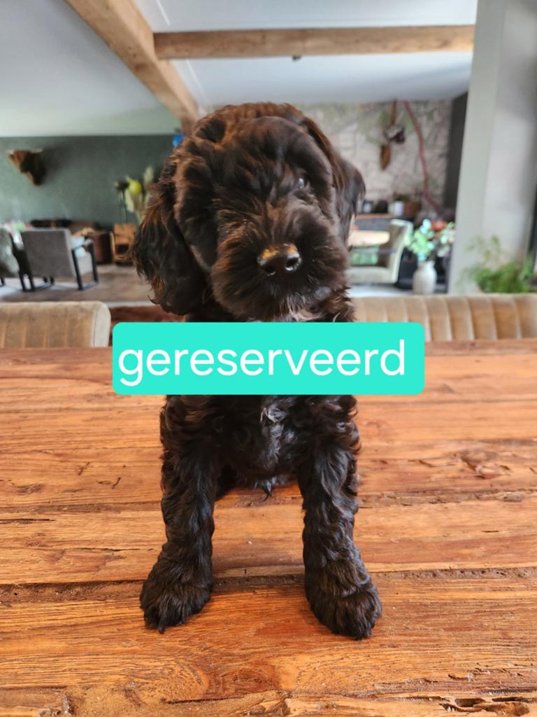 Hele mooie sheltiedoodle mini doodle labradoodle, Dieren en Toebehoren, Parvo, Overige rassen, 8 tot 15 weken, Meerdere