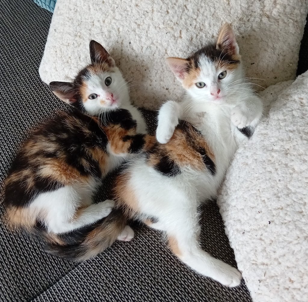 jonge poesjes kittens lapjespoes, Dieren en Toebehoren, Katten en Kittens | Overige Katten, Poes, Kortharig, 0 tot 2 jaar