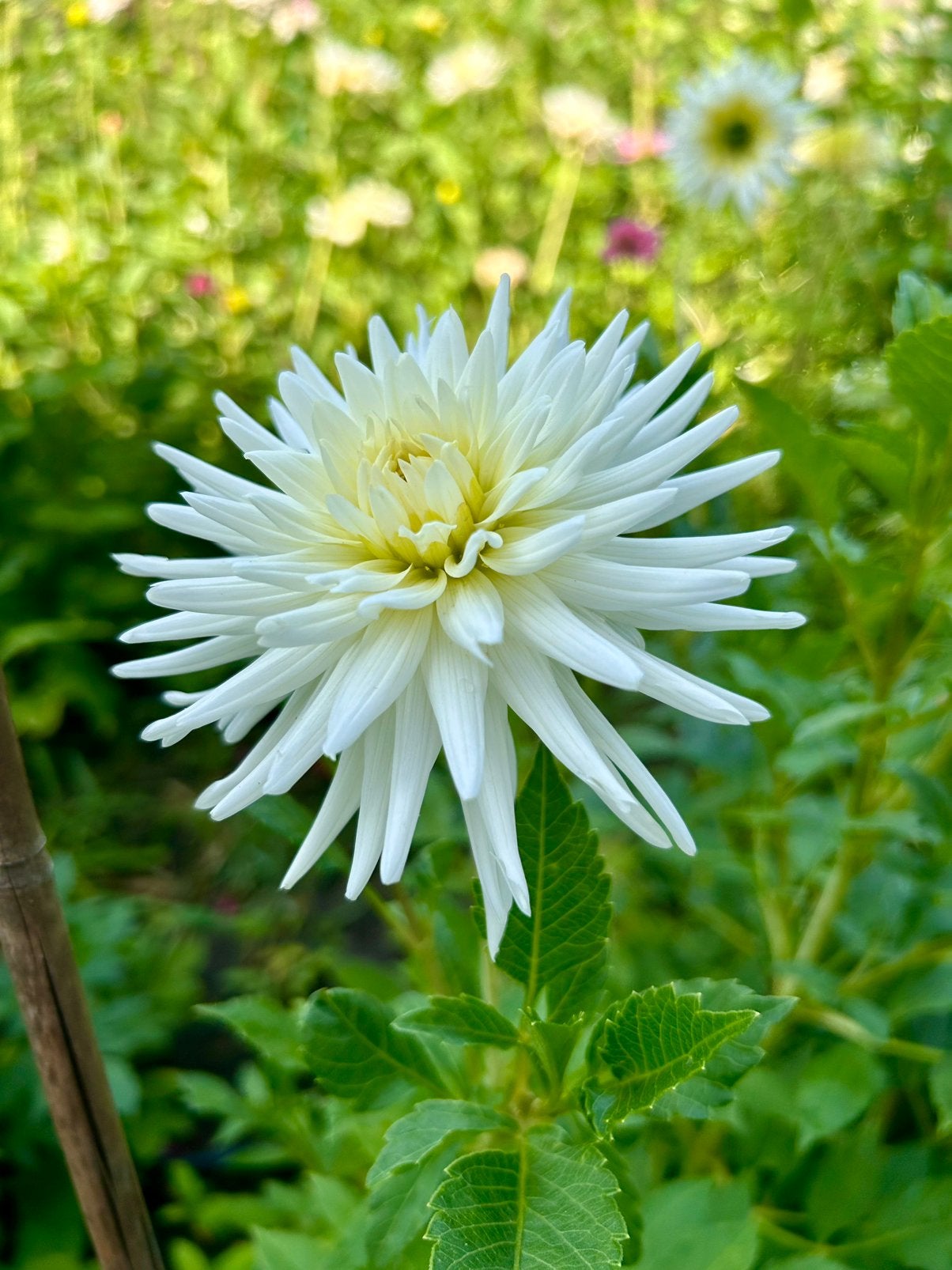 Mooie witte dahlia planten + gratis bloemen, Ophalen, Overige soorten, Volle zon
