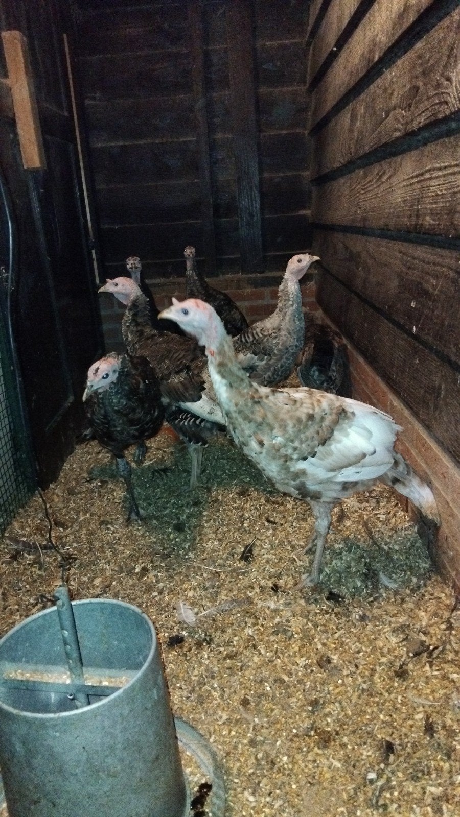 mooie kalkoenen, Dieren en Toebehoren, Kalkoen