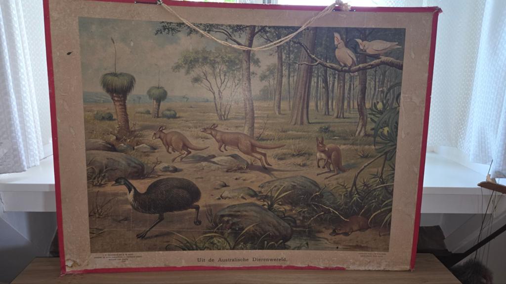 Vintage schoolplaat met Australische dieren, Antiek en Kunst, Ophalen of Verzenden