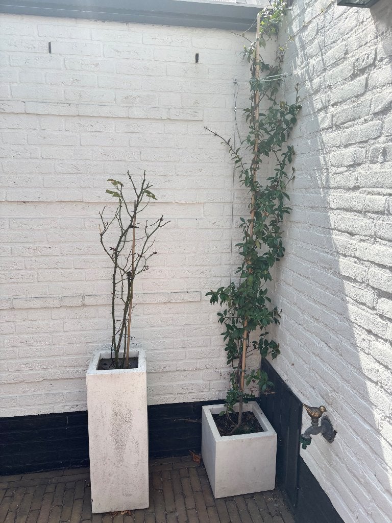 Plantenbak met planten 2 stuks, Ophalen, Rond, Hout, Minder dan 30 cm