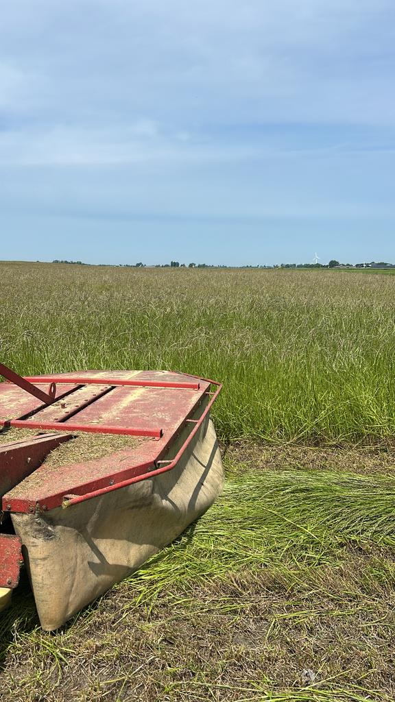 Gezocht gras op stam 2026, Dieren en Toebehoren, Stalling en Weidegang