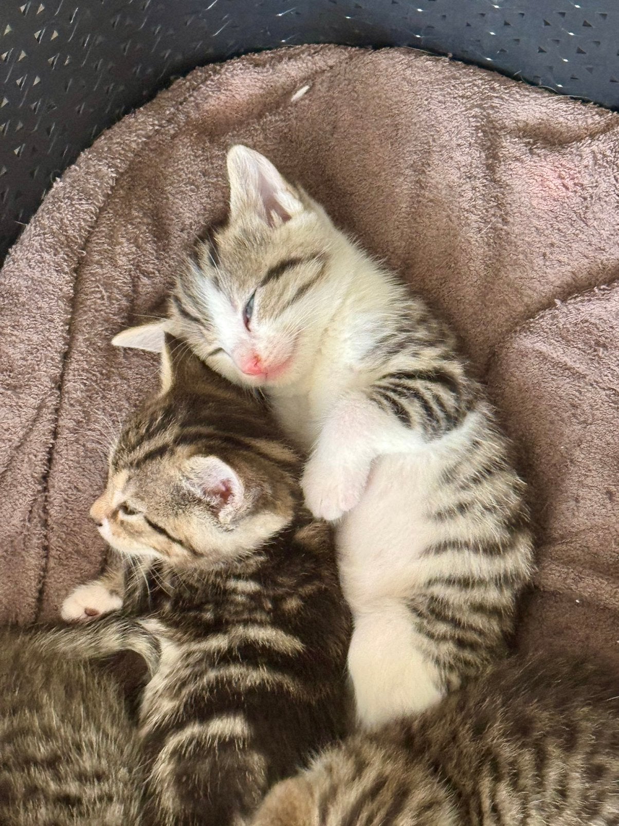 3 kittens te koop, Europese korthaar, Tabby- 3 poezen, Meerdere dieren, Ontwormd, 0 tot 2 jaar