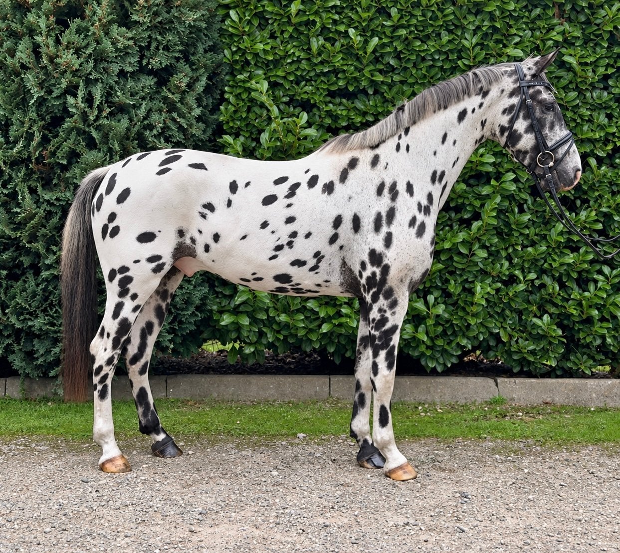 Opvallende Appaloosa ruin | 5 jaar |, Gechipt, Minder dan 160 cm, B, Ruin