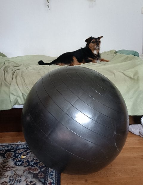 gymnic plus zitbal 65cm, Ophalen, Zo goed als nieuw, Fitnessbal