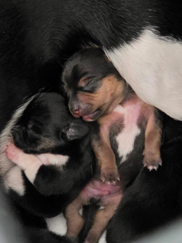 Boerenfox x jackrussel pups, Parvo, Overige rassen, 8 tot 15 weken, Meerdere dieren