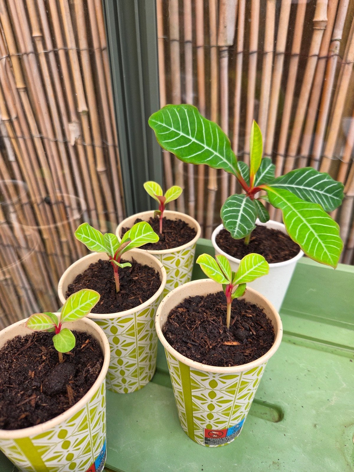 Madagascar Jewel plantjes - Klein en Groot, Vaste plant, Halfschaduw, Zomer, Ophalen
