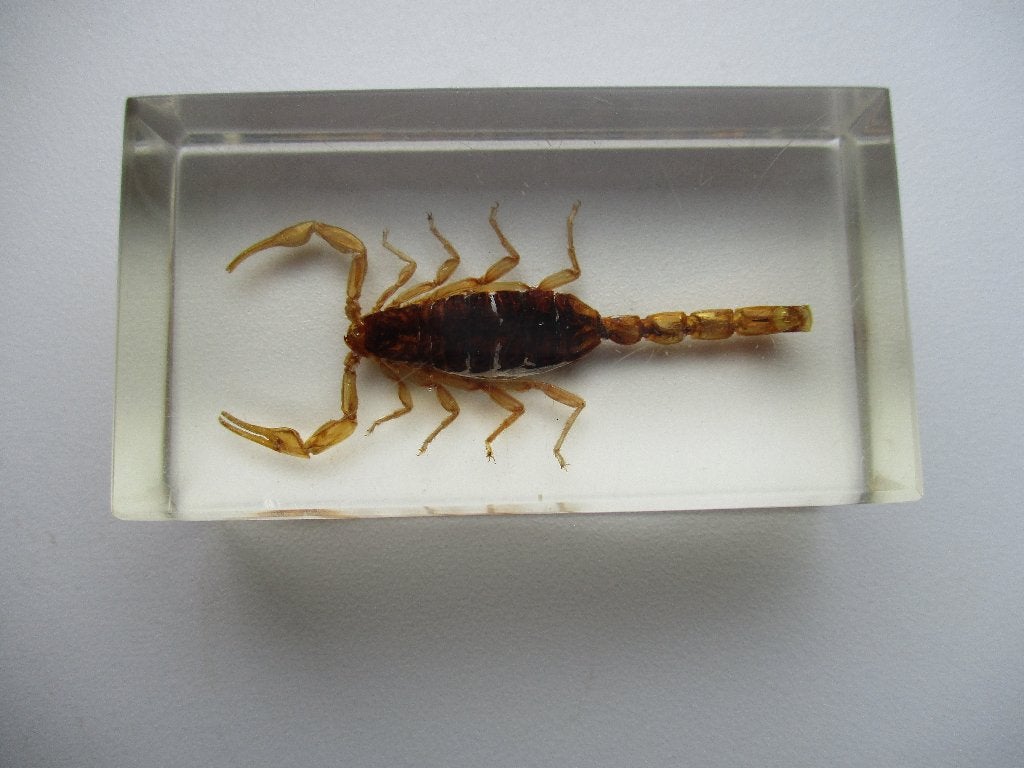 Taxidermie - Echte Schorpioen in hars / perspex, Verzamelen, Dierenverzamelingen, Ophalen of Verzenden, Nieuw, Overige soorten