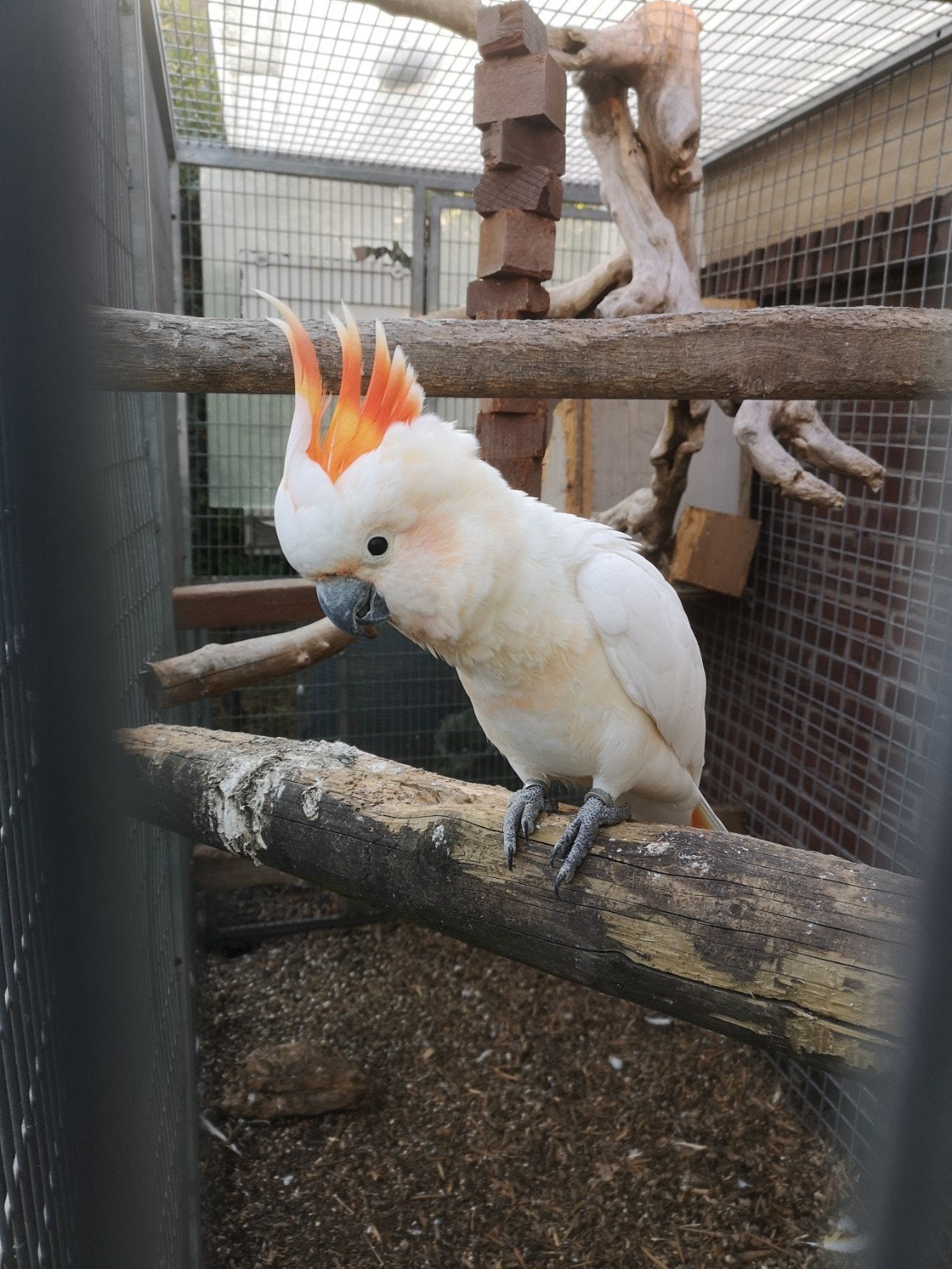 Hybride kaketoe te koop, Dieren en Toebehoren, Mannelijk, Papegaai, Geringd