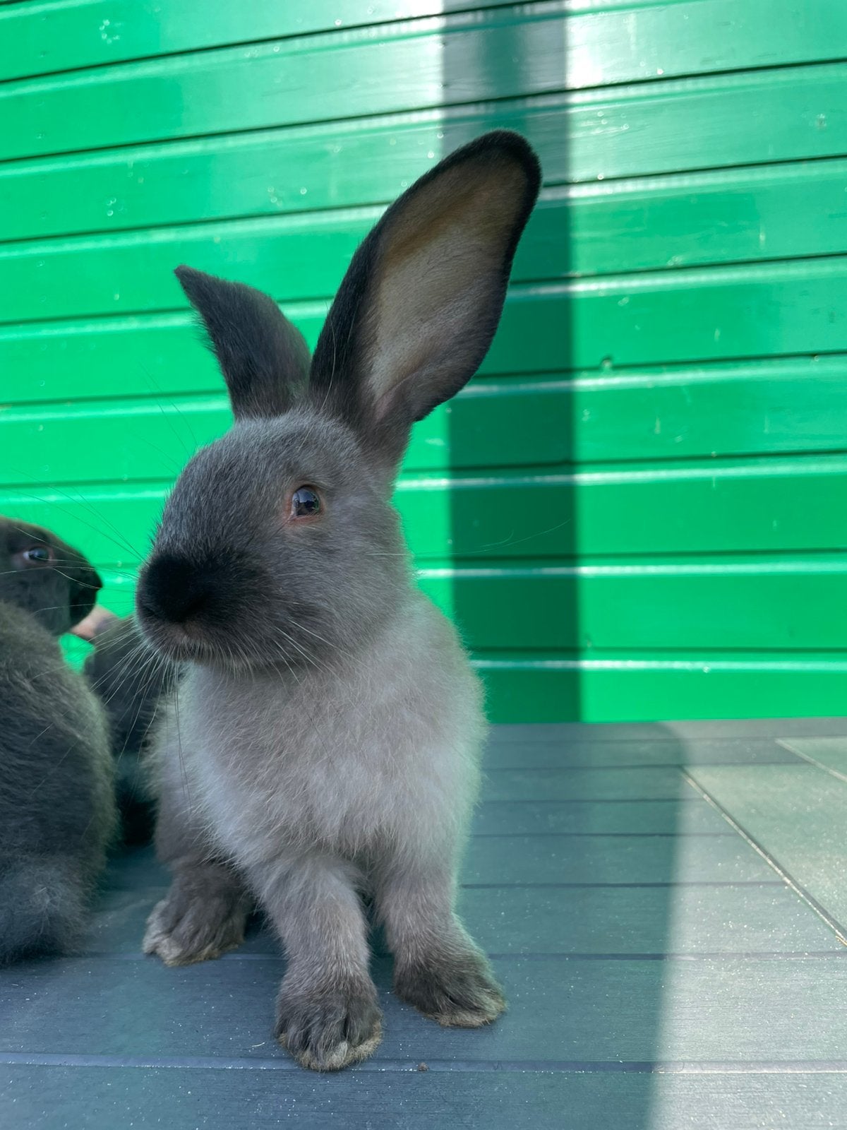 Duitse reus, Dieren en Toebehoren, Mannelijk, Groot