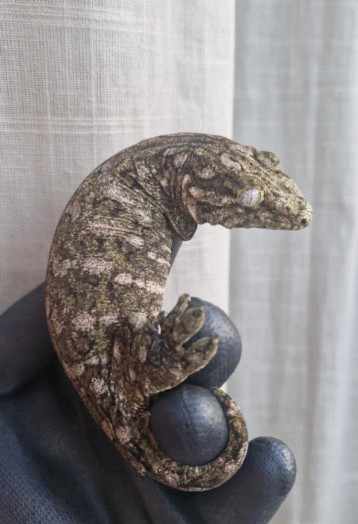 Rhacodactylus leachianus nuu ami met certificaat, Hagedis, 0 tot 2 jaar