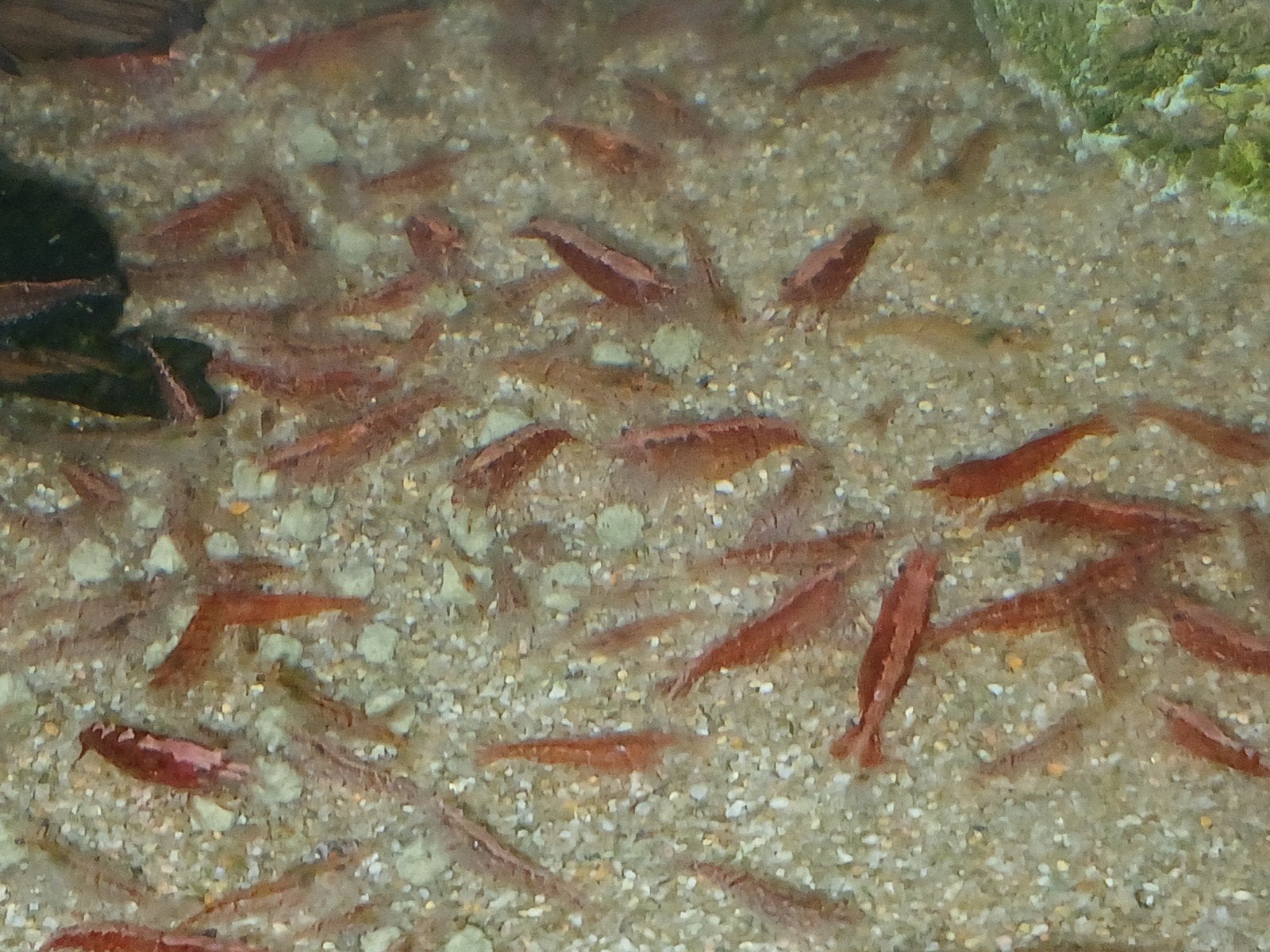 Rode garnalen, Dieren en Toebehoren, Vissen | Aquariumvissen, Kreeft, Krab of Garnaal