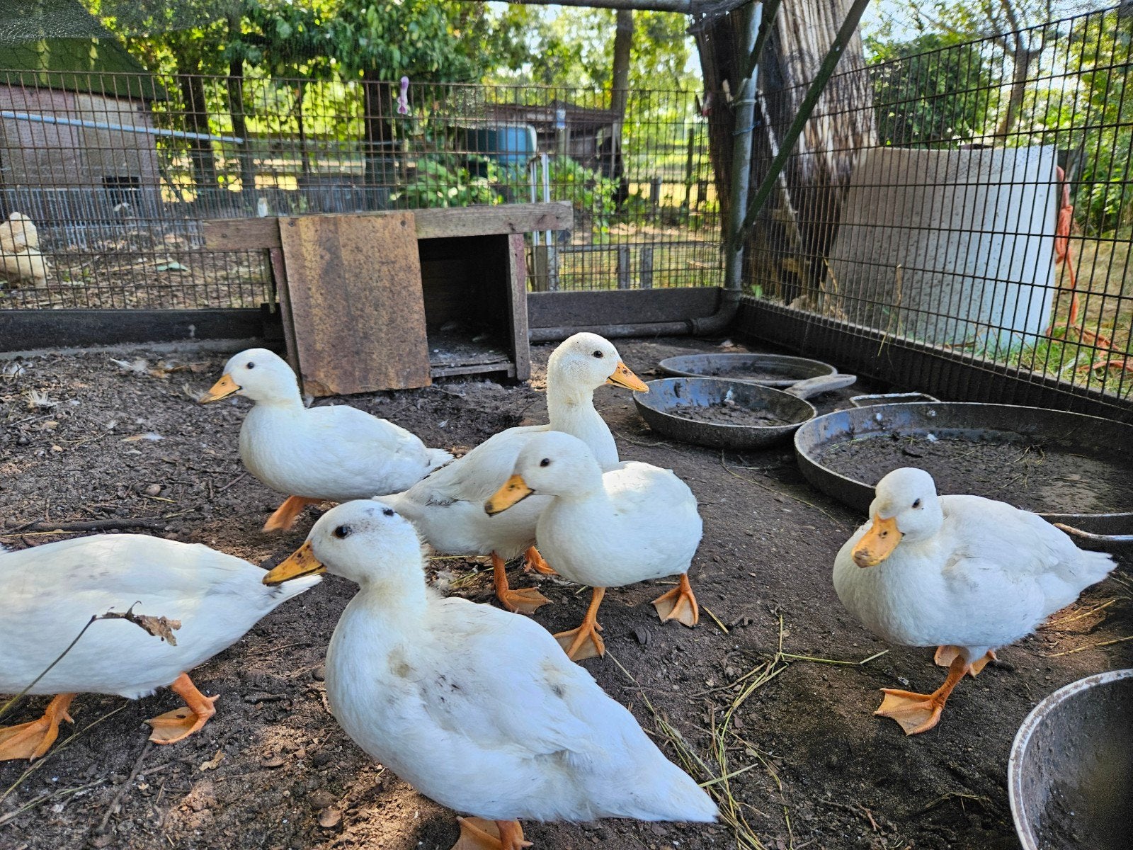 mooi kwakertjes (eenjes) t.k., Meerdere dieren, Eend