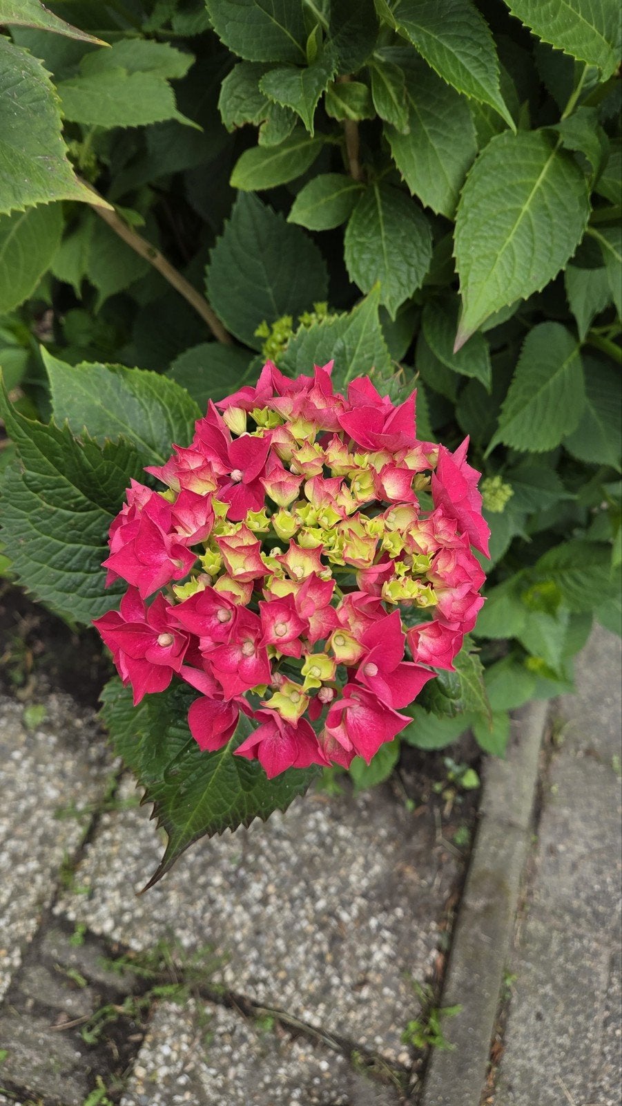 Hortensia's te koop, Tuin en Terras, Ophalen, Hortensia, Struik, 100 tot 250 cm