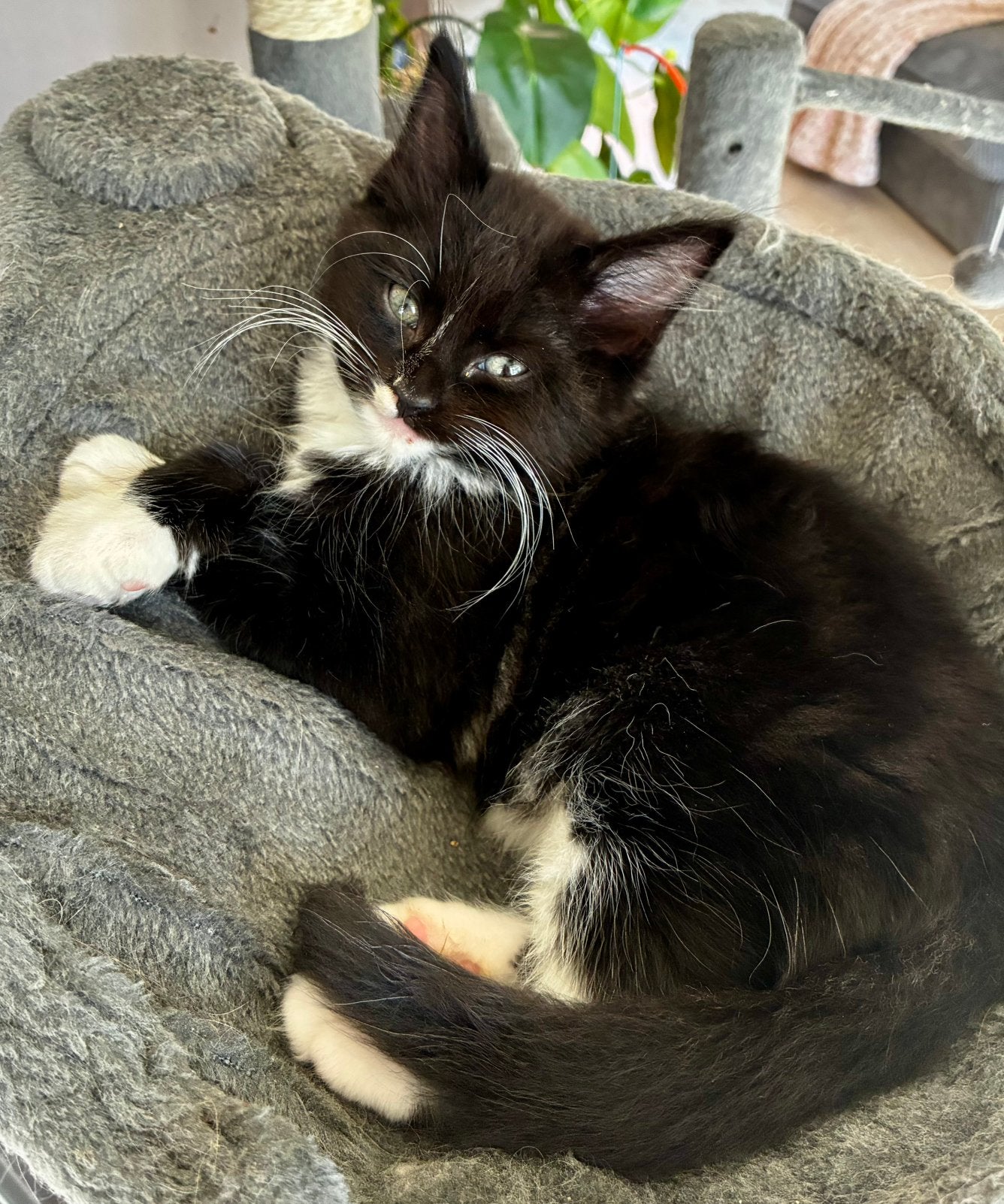 Maine coon mix kittens, Dieren en Toebehoren, Katten en Kittens | Raskatten | Langhaar, Meerdere dieren, Ontwormd, 0 tot 2 jaar