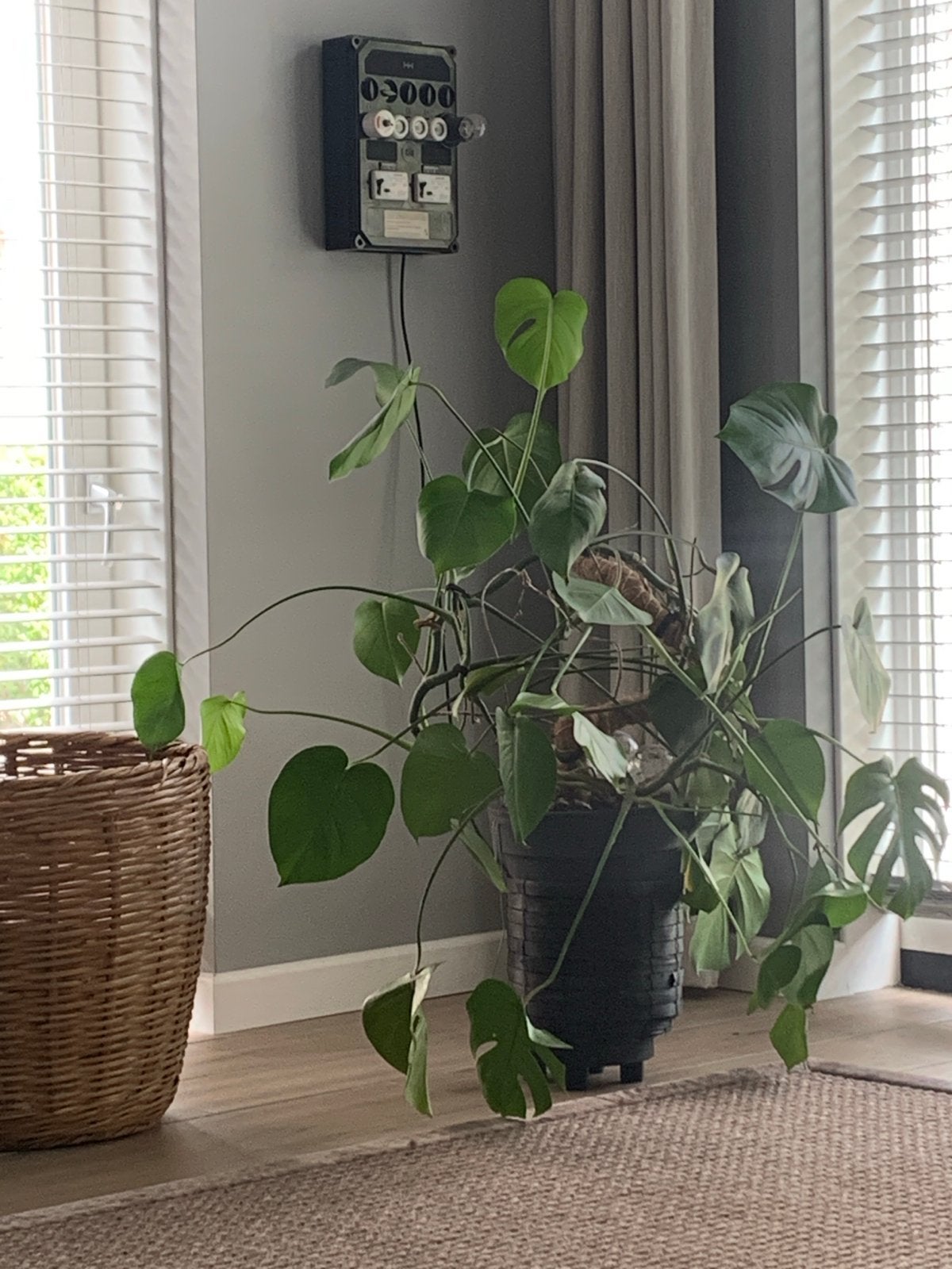 Grote Monstera in pot, Huis en Inrichting, Kamerplanten, Ophalen, Overige soorten, Halfschaduw, In pot