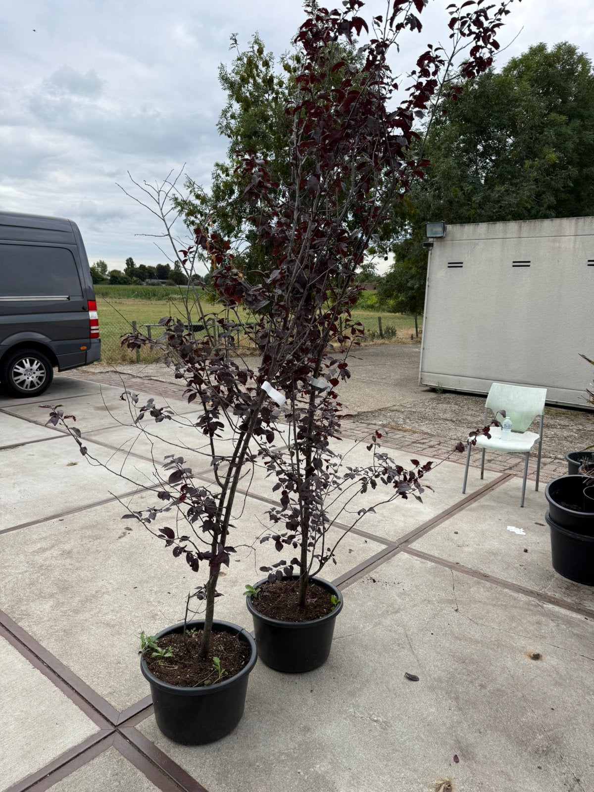 Prunus seracifera nigra / kers pruim  struik 2 m 29,50 pst, Halfschaduw, Overige soorten, Lente, 100 tot 250 cm