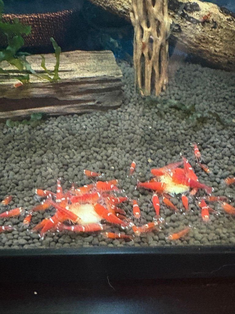 Super CRS garnalen | Caridina, Kreeft, Krab of Garnaal