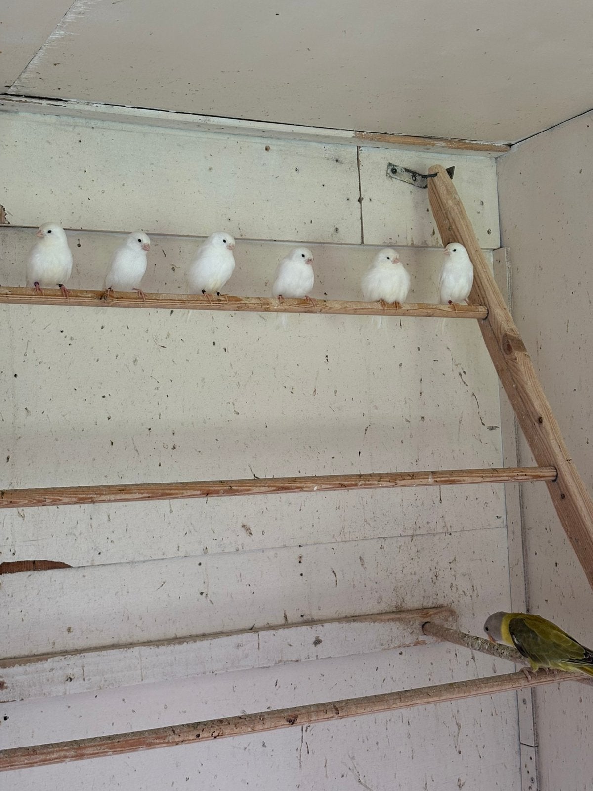 9 Witte kanaries, Dieren en Toebehoren, Vogels | Kanaries, Meerdere dieren, Kleurkanarie