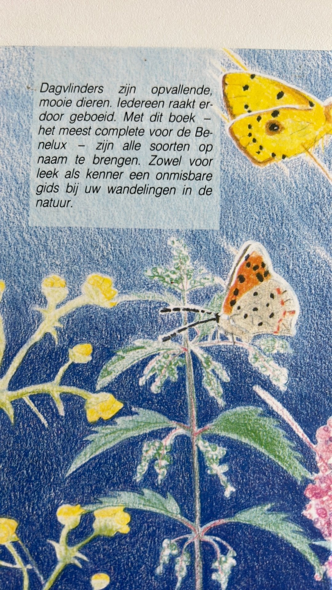 Dagvlinders van de Benelux - Natuurgids, Ophalen of Verzenden, Gelezen, Vogels